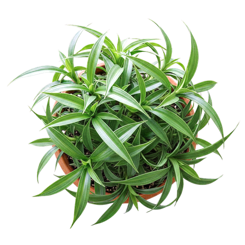 plant_final